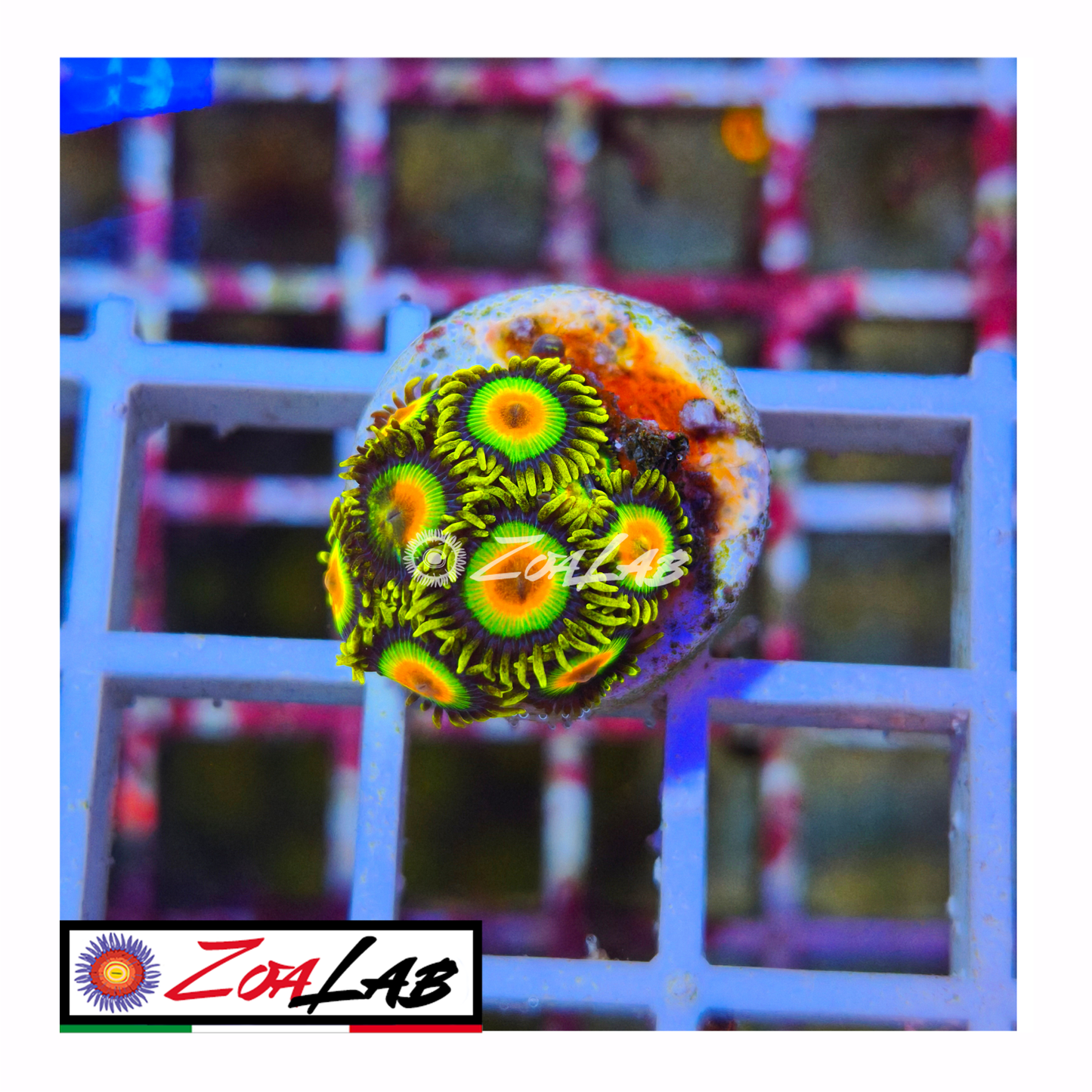 Zoanthus rasta