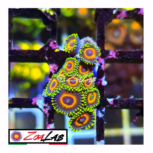 Zoanthus watermelon