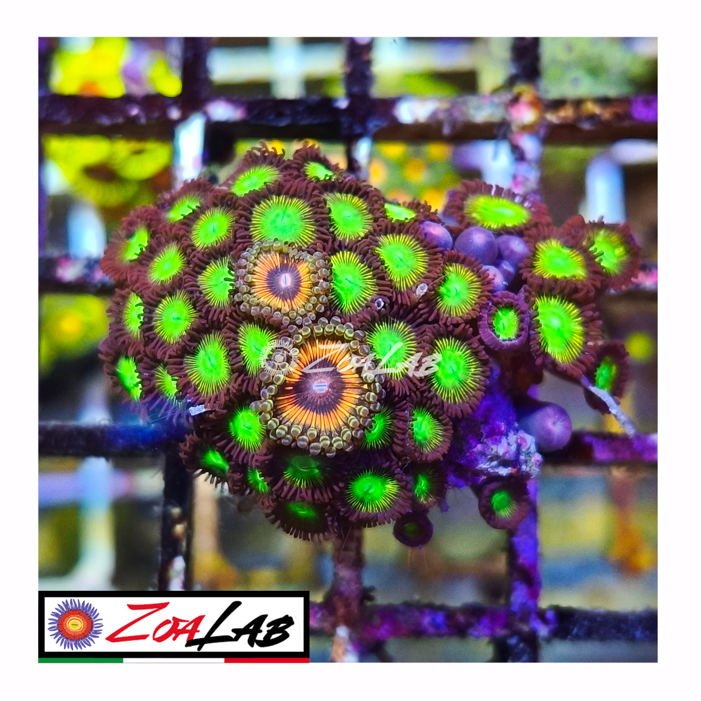 Zoanthus hulk