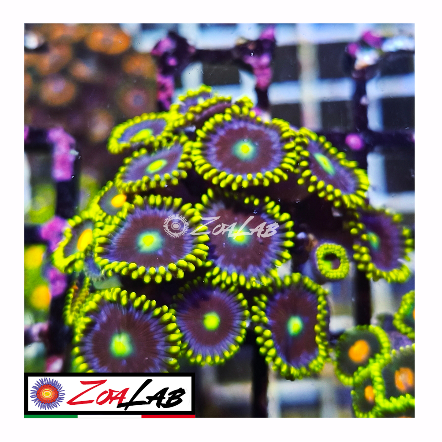 Zoanthus Blue berry pie