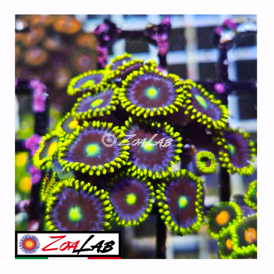 Zoanthus Blue berry pie