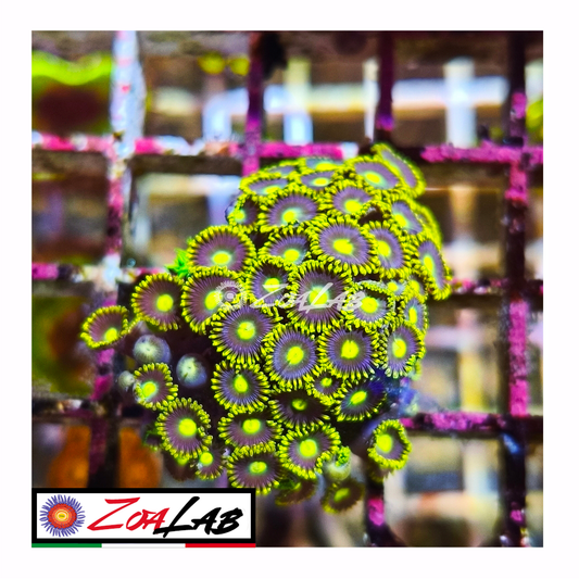 Zoanthus Blue pops