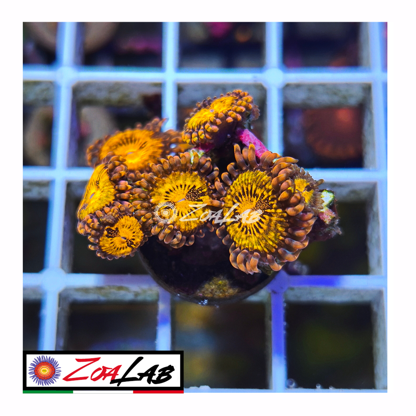 Zoanthus Reverse space Monster