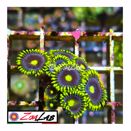 Zoanthus Blue berry pie ultra