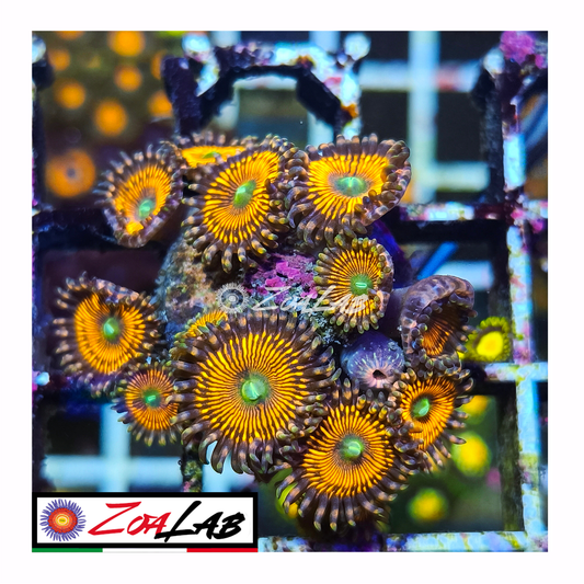 Zoanthus Armageddon