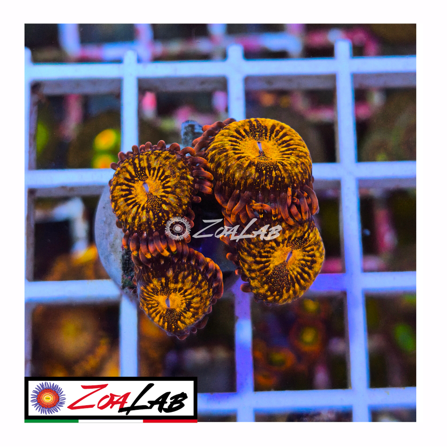 Zoanthus Reverse space Monster