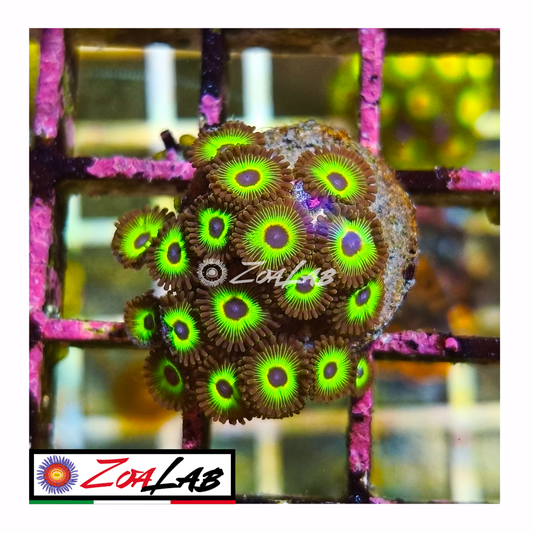 Zoanthus rasta cousins