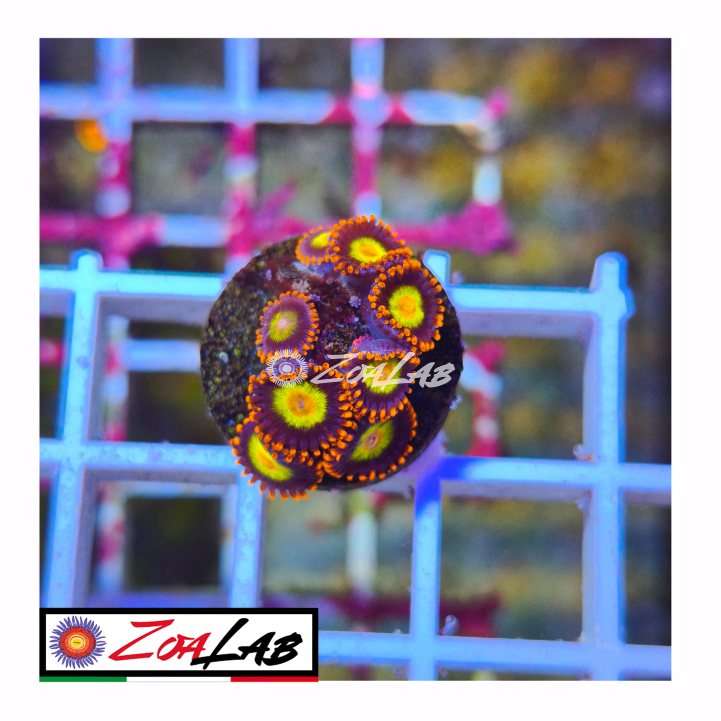 Zoanthus Orange mandarine