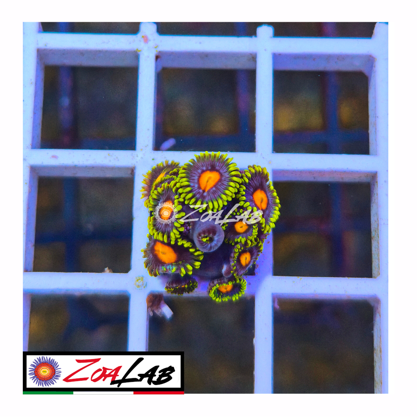 Zoanthus fluo pops