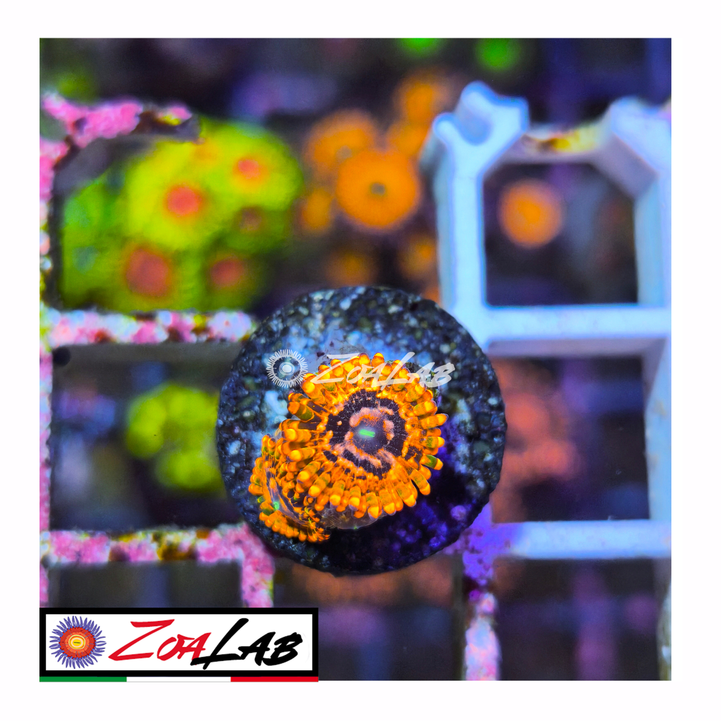 Zoanthus Utter Chaos