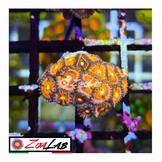 Zoanthus infusion