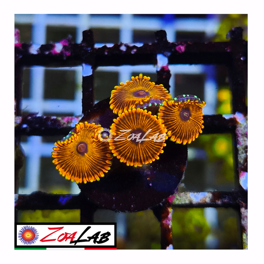 Zoanthus Orange magicians