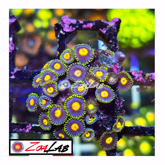 Zoanthus Blue pops