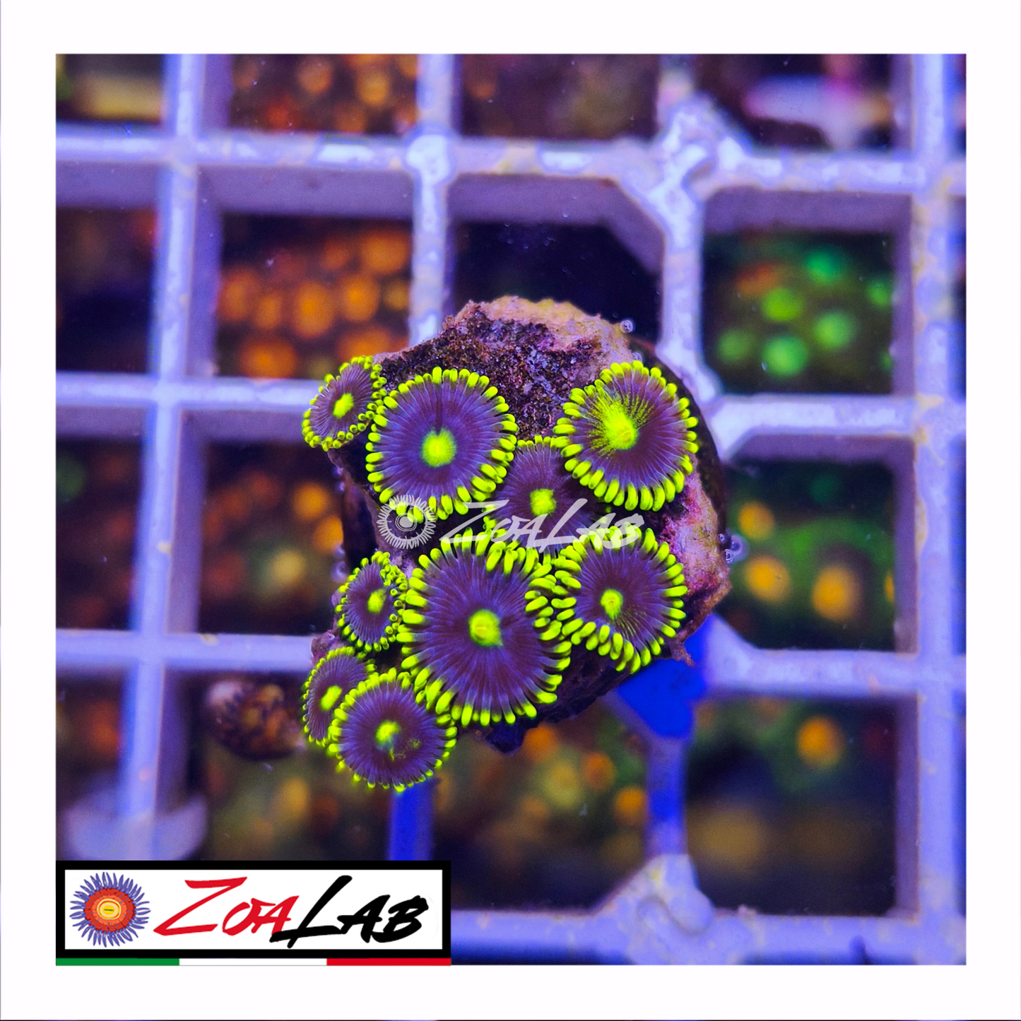 Zoanthus Blue berry pie