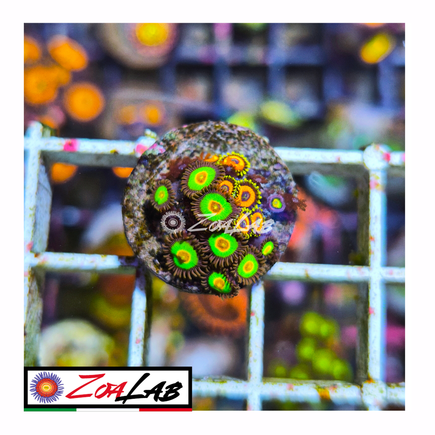 Zoanthus bob Marley mix