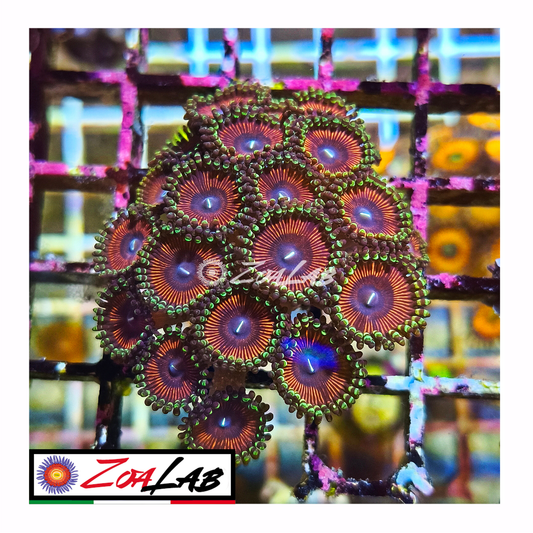 Zoanthus emerald