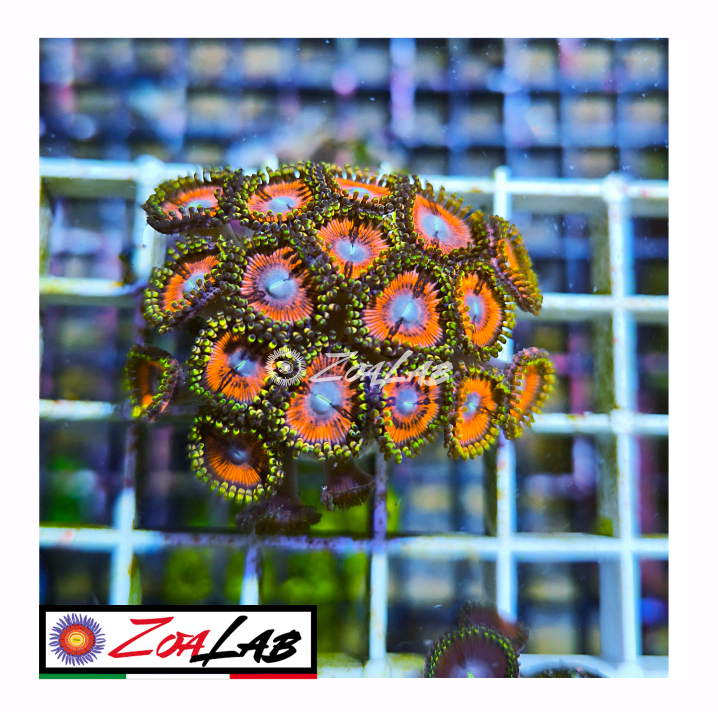 Zoanthus Pink Emerald