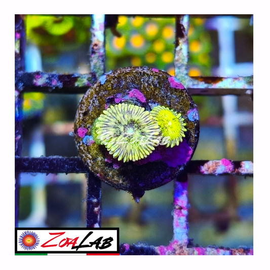 Zoanthus Scarface