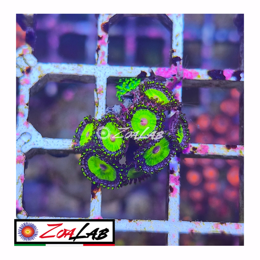 Zoanthus Candy Apple green