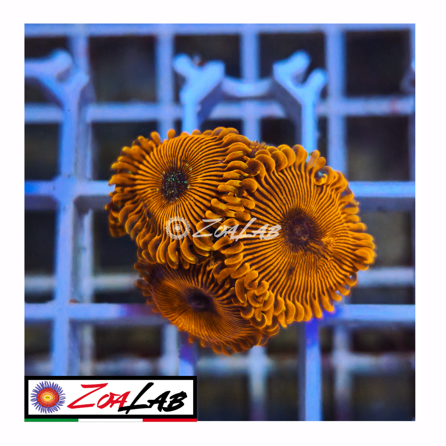 Zoanthus magicians Orange