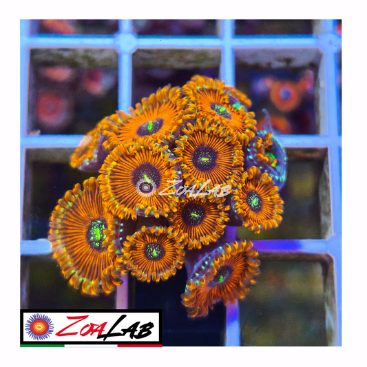 Zoanthus Orange magicians