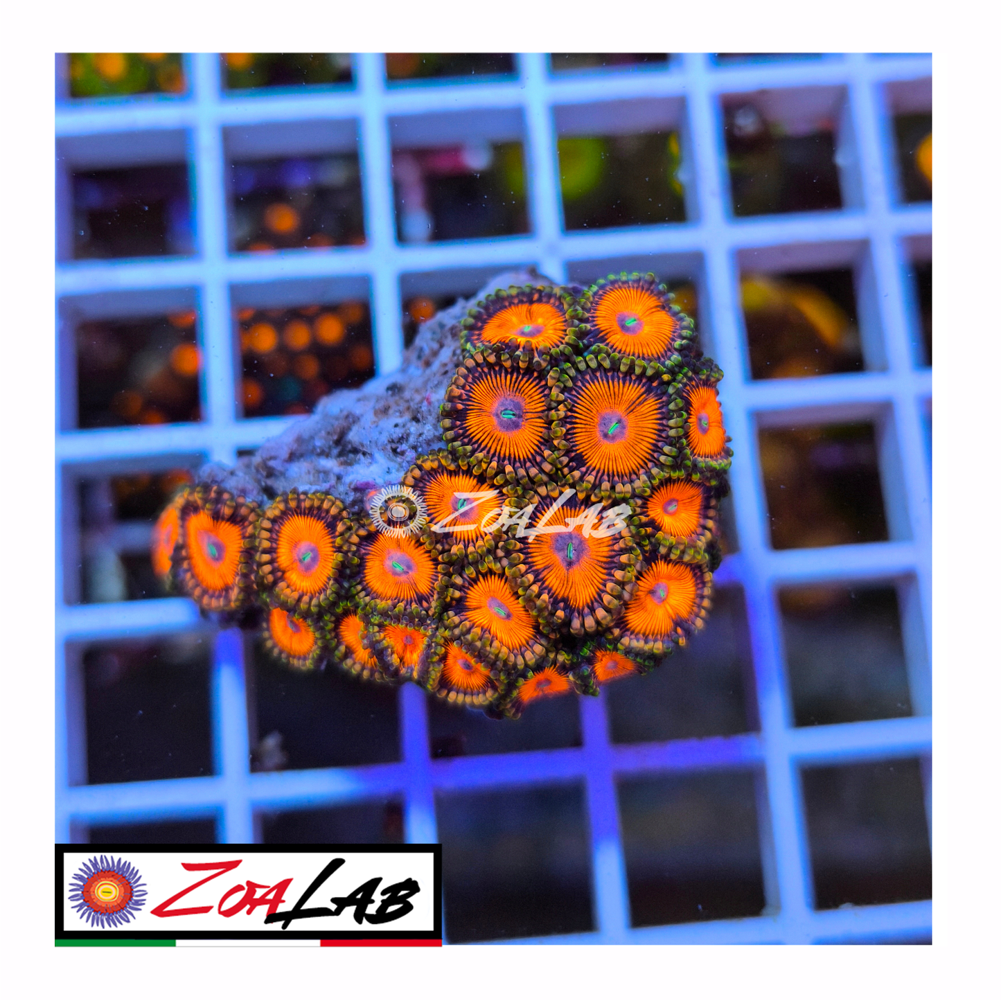 Zoanthus Orange passion