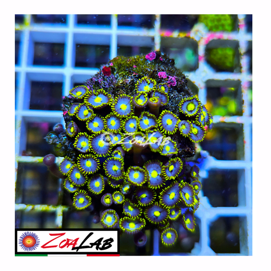 Zoanthus Blue pops