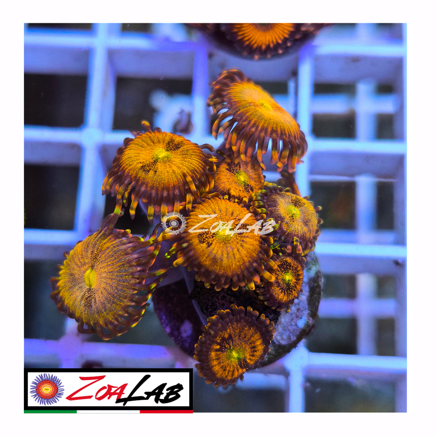 Zoanthus princess peach