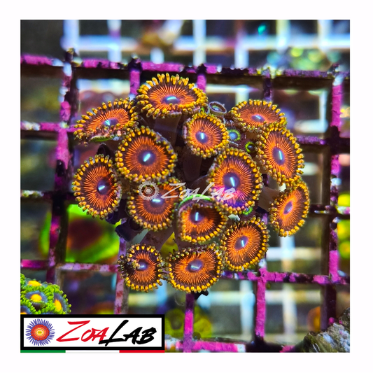 Zoanthus emerald