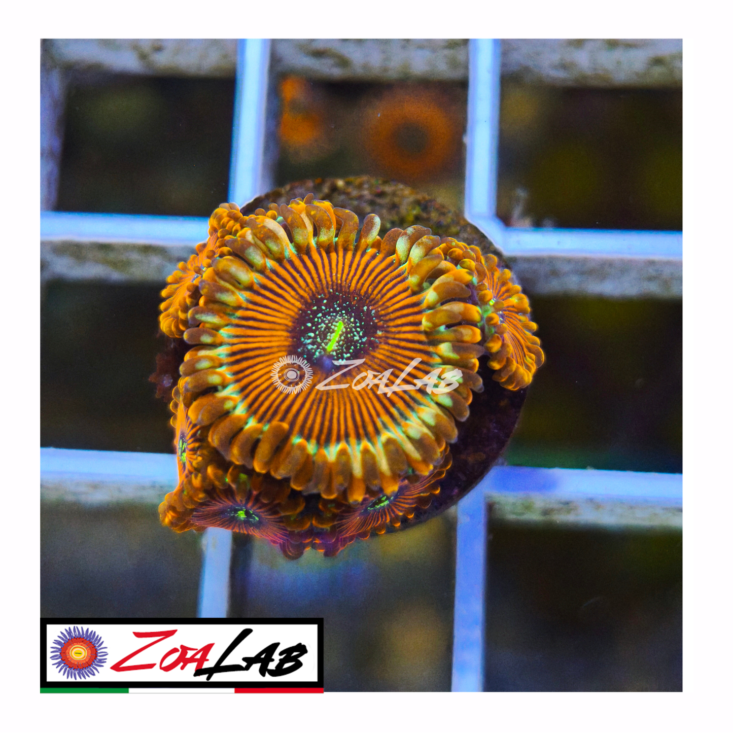 Zoanthus White Walker