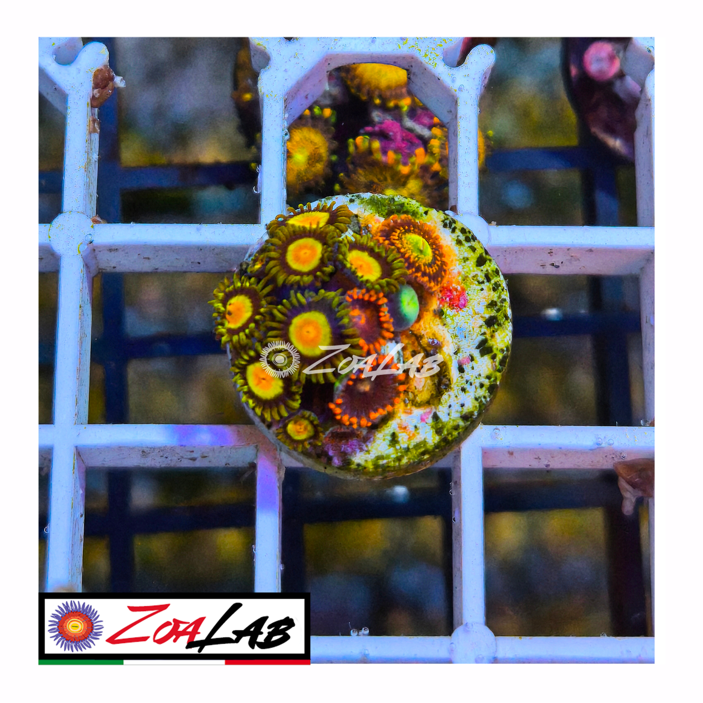 Zoanthus tutti frutti mix