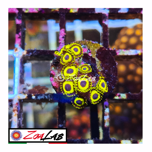 Zoanthus lakers