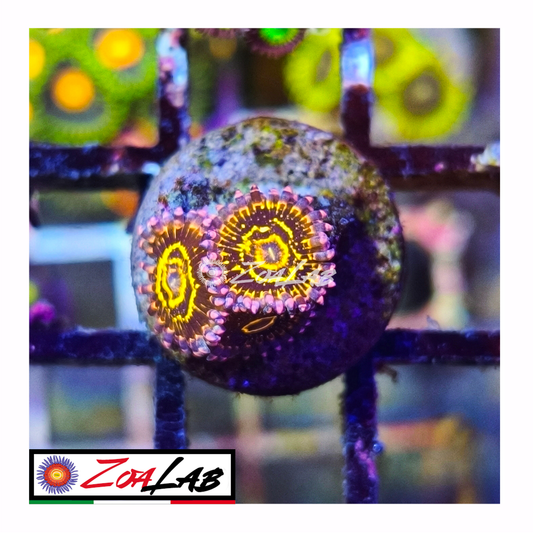 Zoanthus Stratosphere