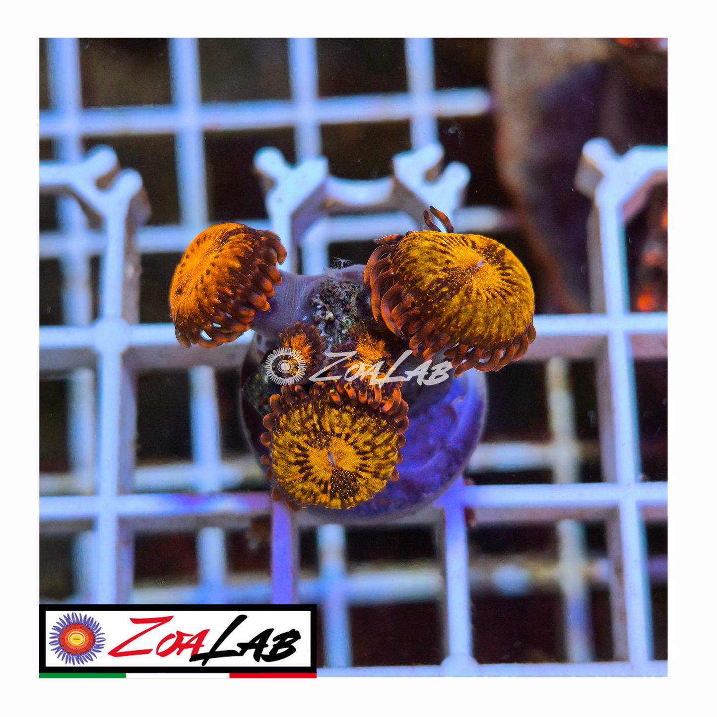 Zoanthus Reverse space Monster
