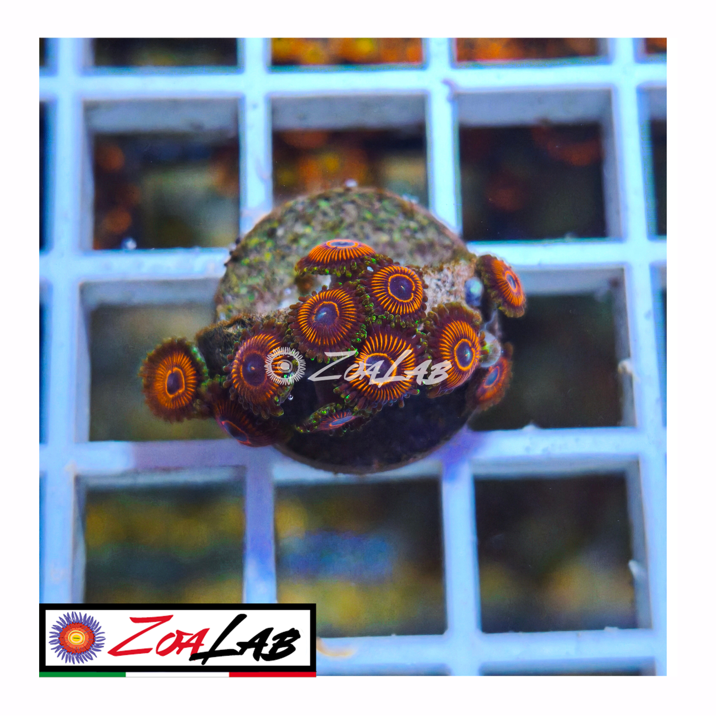 Zoanthus Devil armor