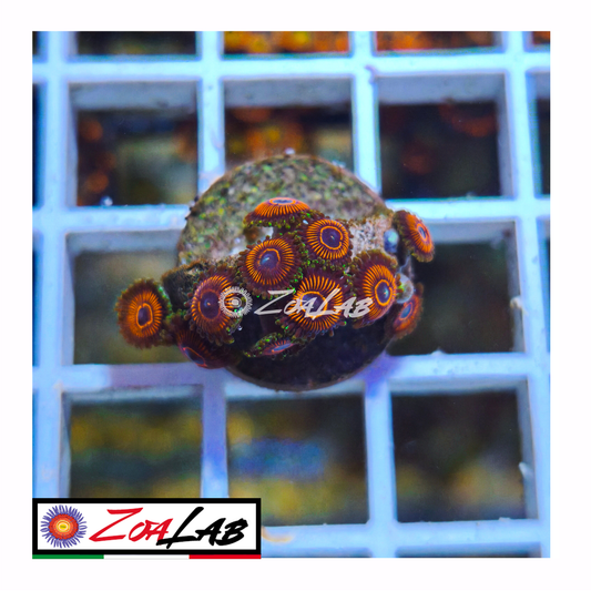 Zoanthus Devil armor