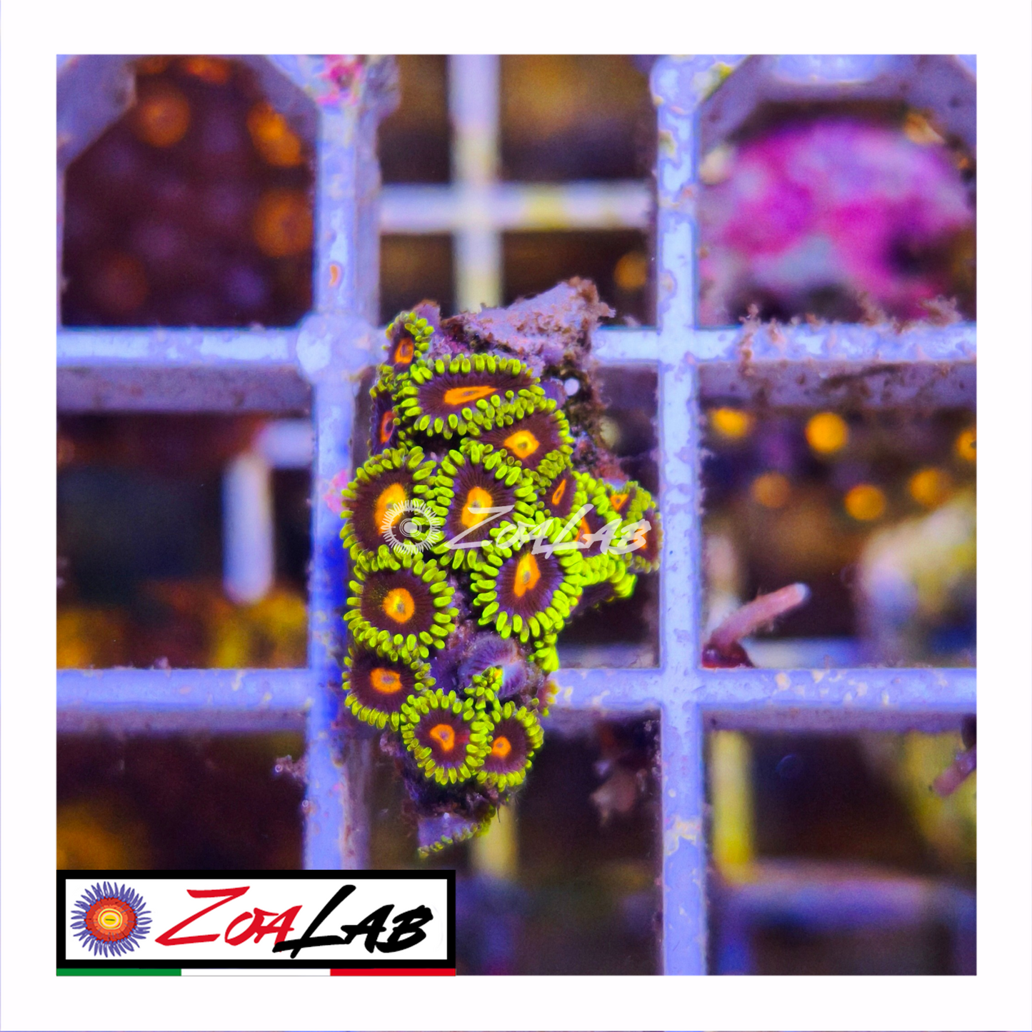 Zoanthus fluo pops