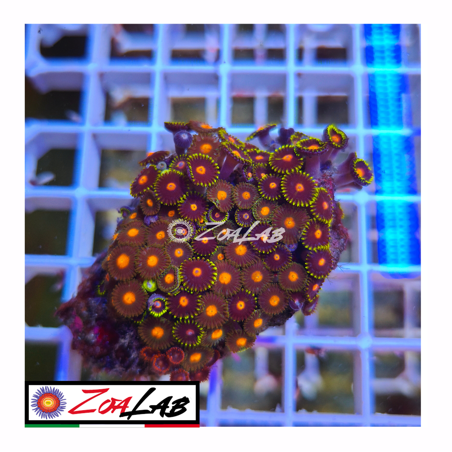 Zoanthus mix