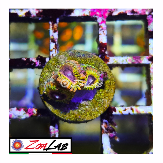 Zoanthus Stratocaster