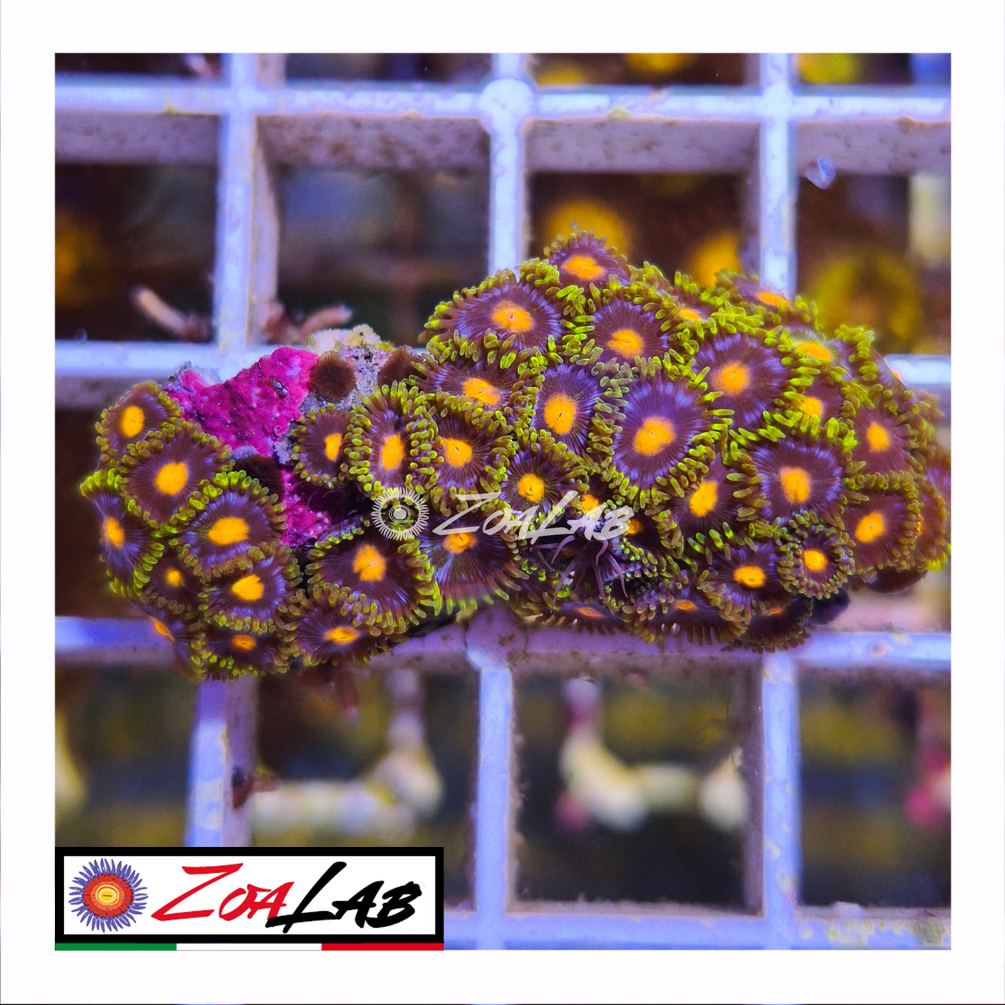 Zoanthus Blue pops