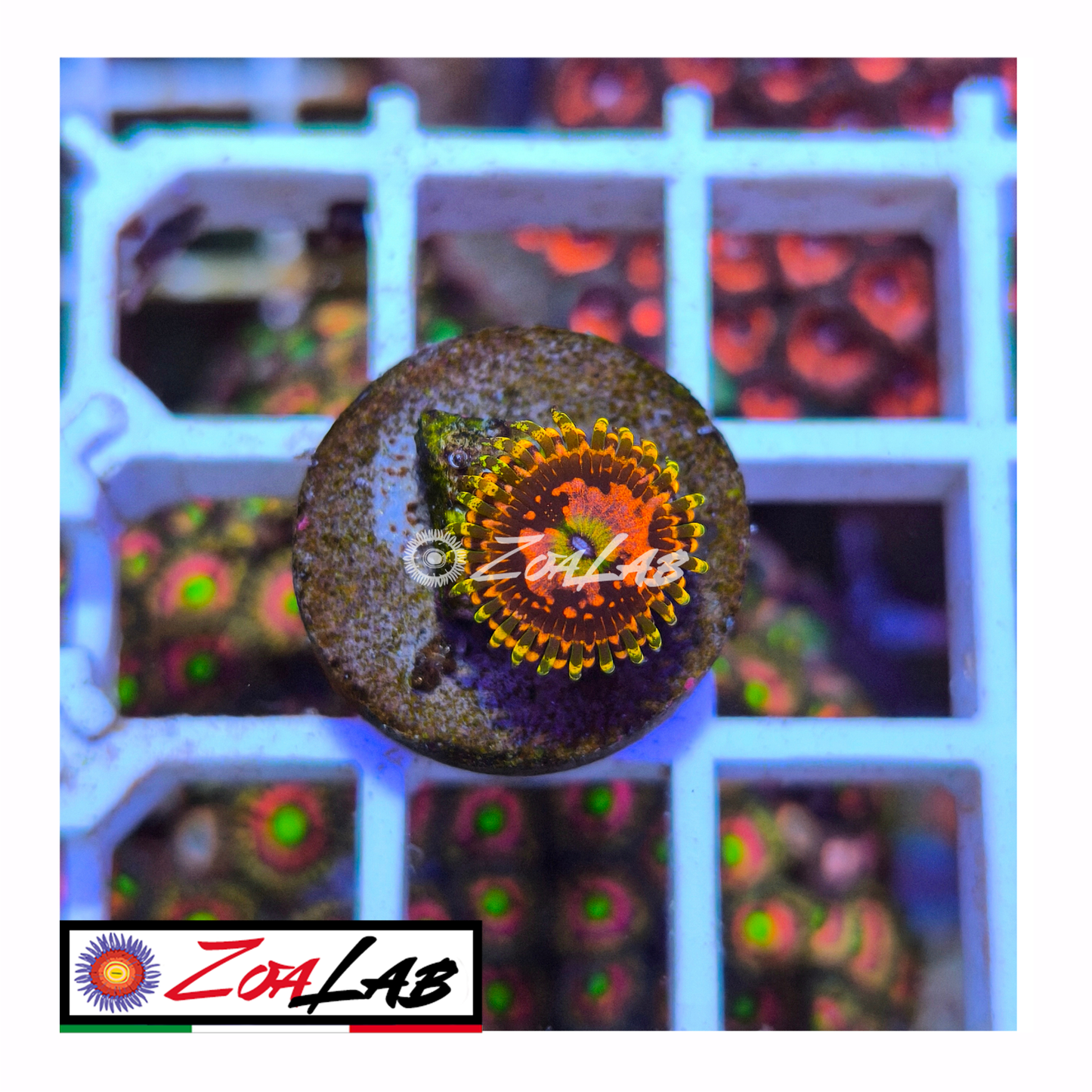 Zoanthus space chaos