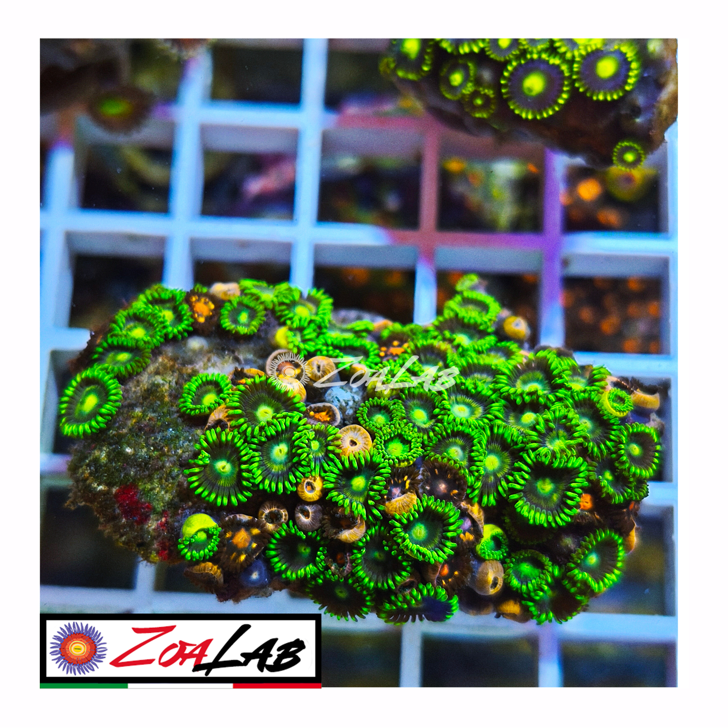 Zoanthus green