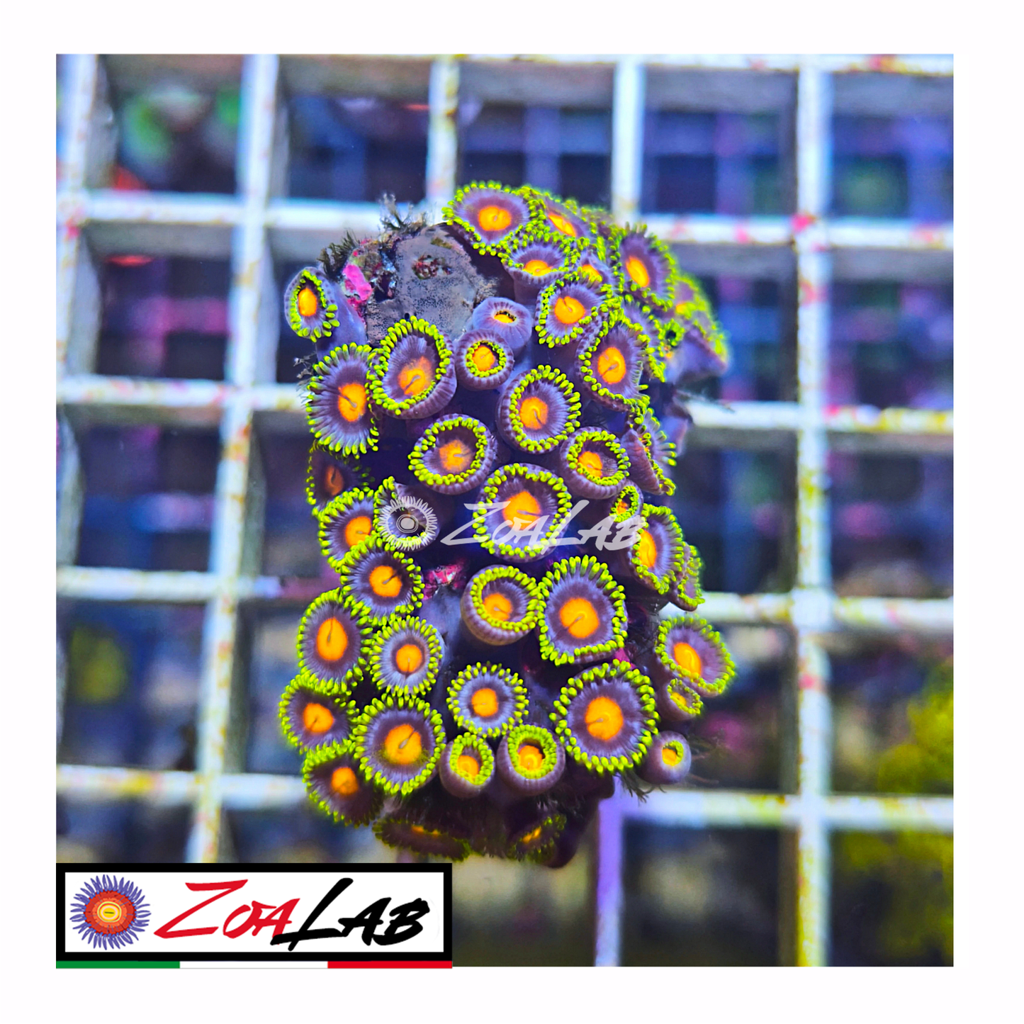 Zoanthus fluo pops