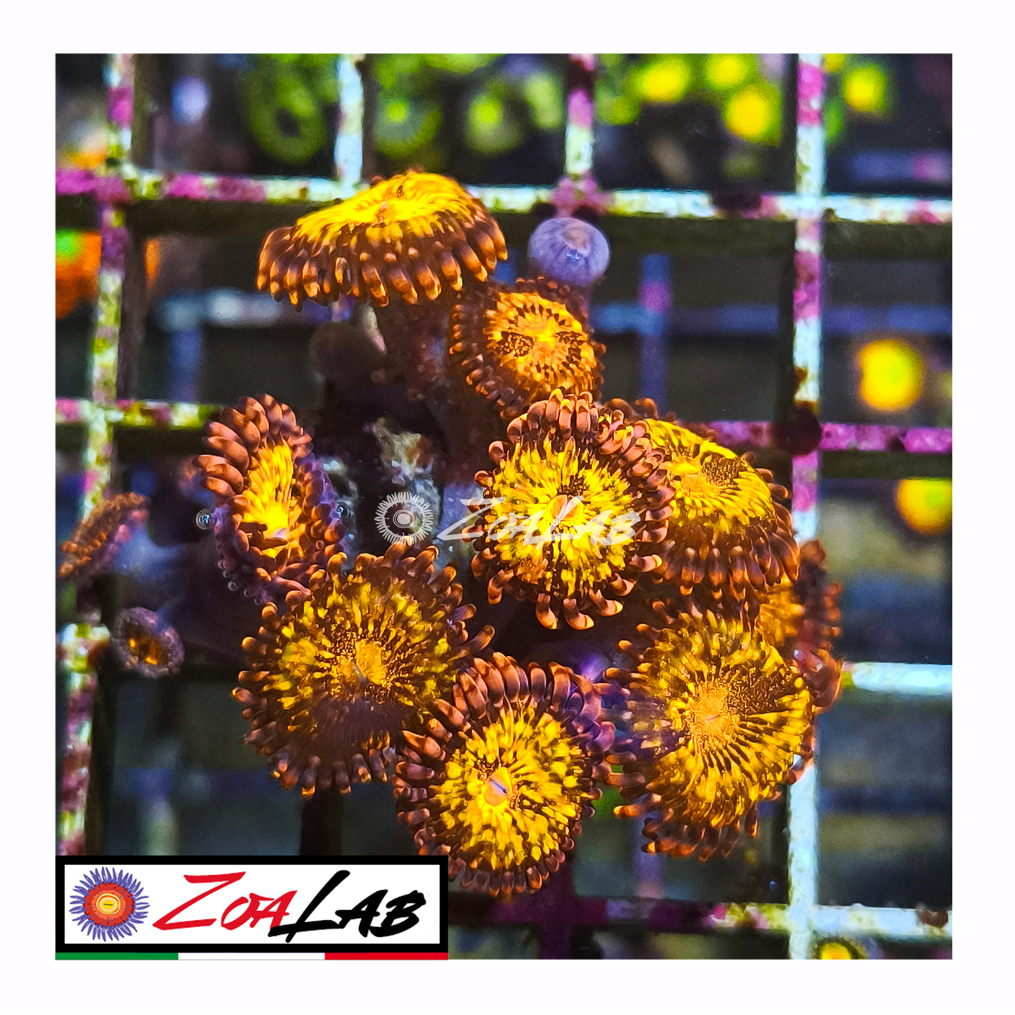 Zoanthus Reverse space Monster