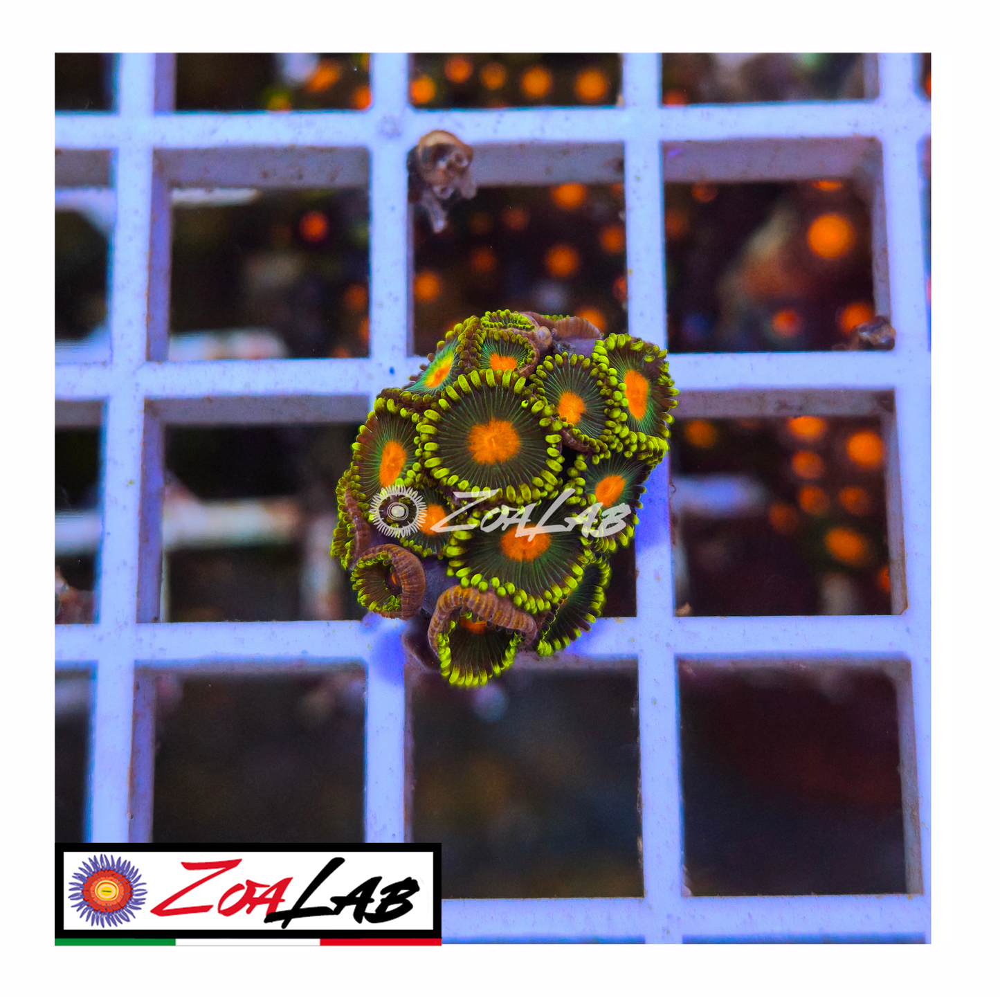 Zoanthus gorilla nipple