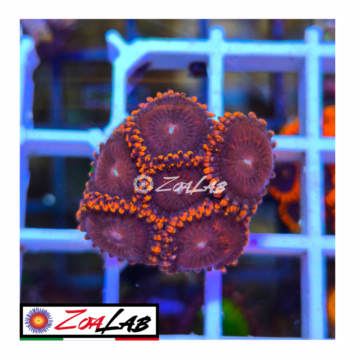 Zoanthus princess Peach