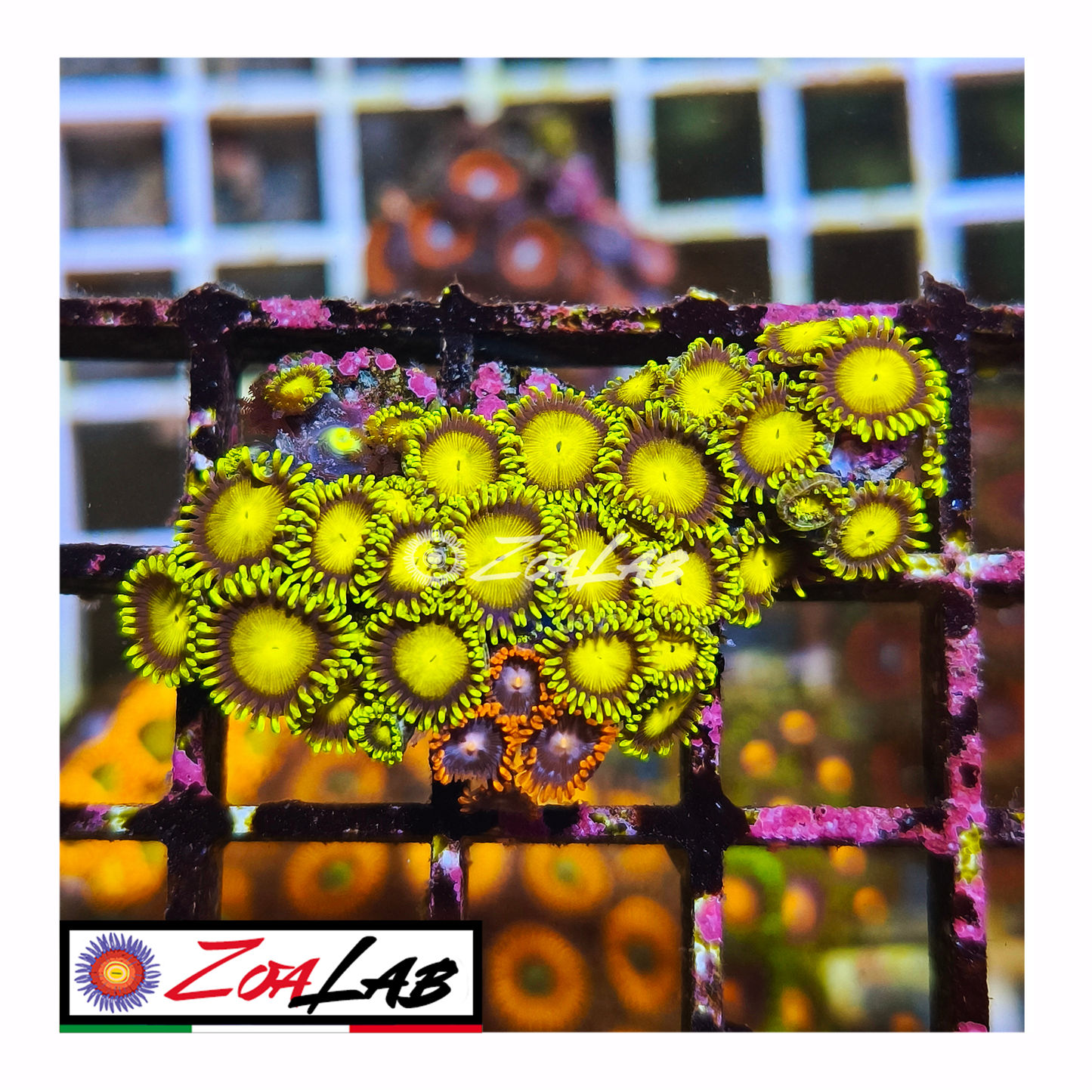 Zoanthus tutti frutti mix