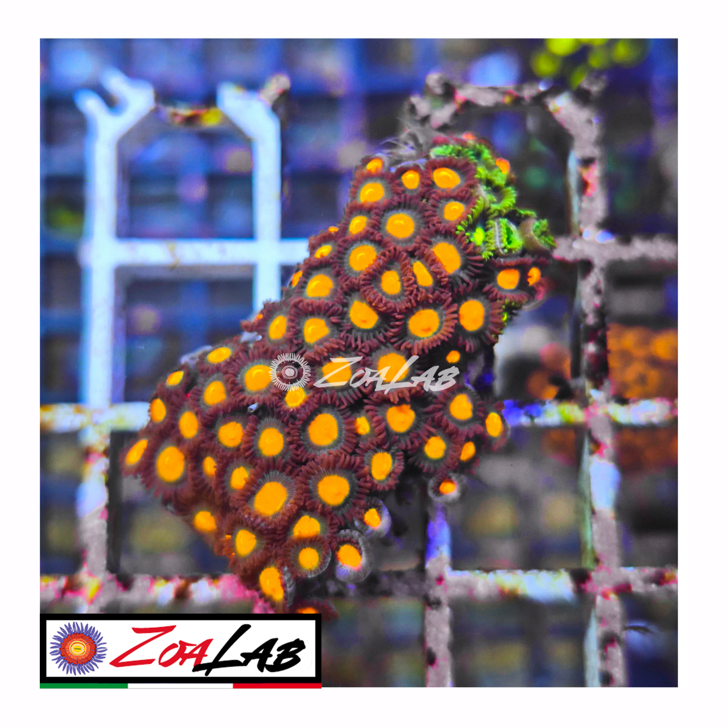 Zoanthus Orange nipple