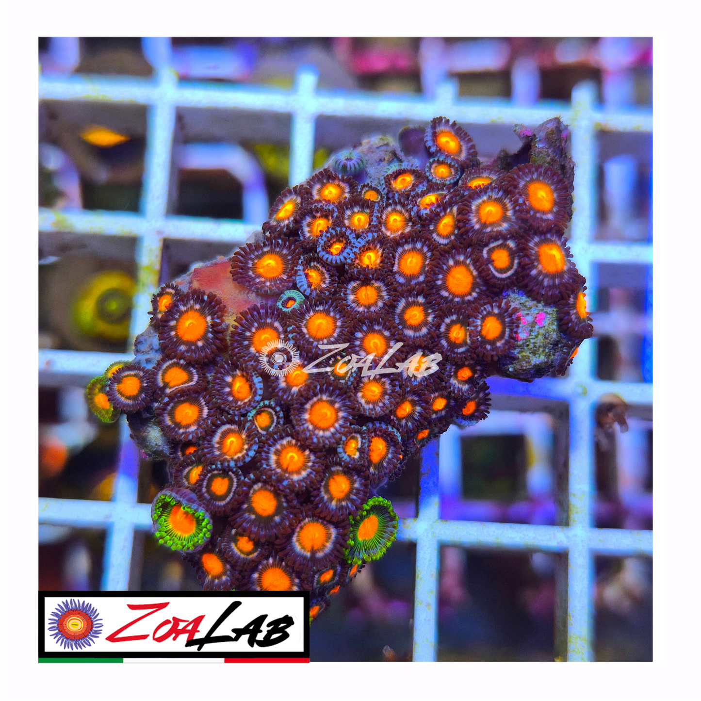 Zoanthus Snake