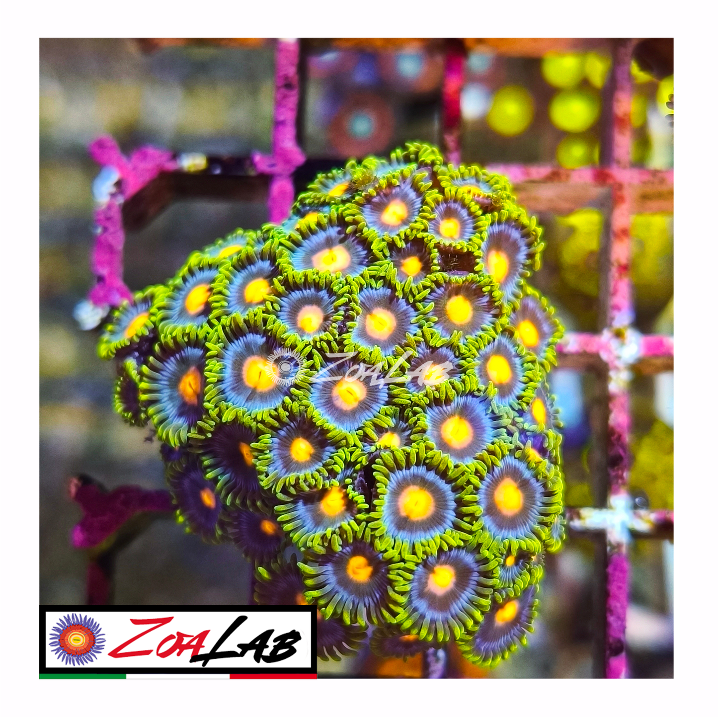 Zoanthus fluo pops